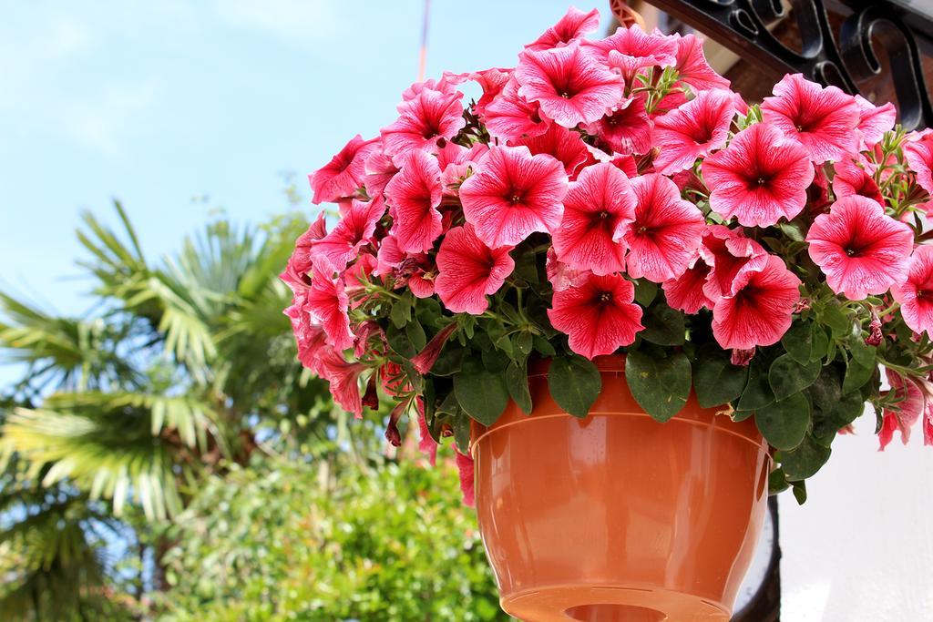 Apartments Garden Rovinj Exterior foto